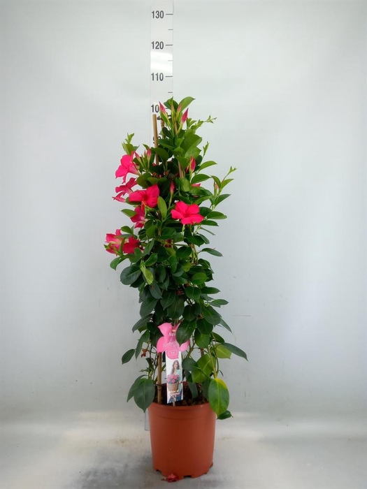 <h4>Mandevilla sand. 'SumStar Pink'</h4>