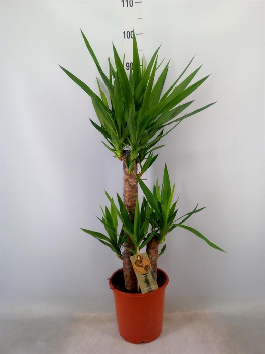 <h4>Yucca   ...</h4>