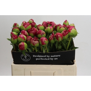 Paeonia Command Performance