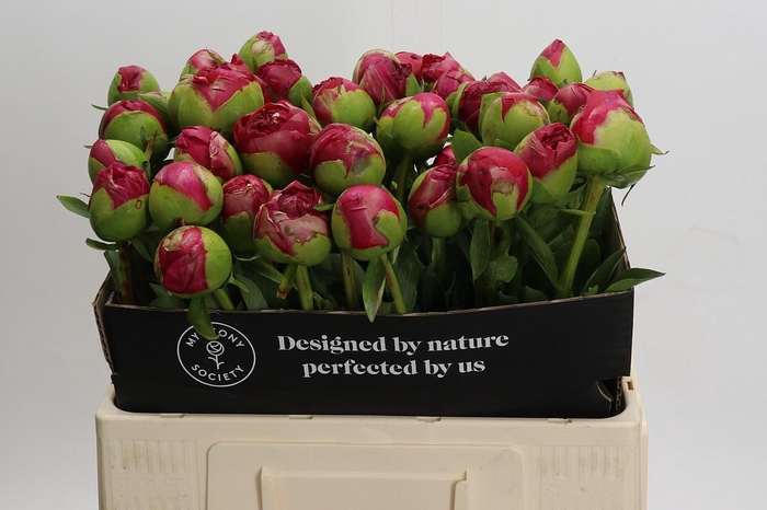 Paeonia Command Performance