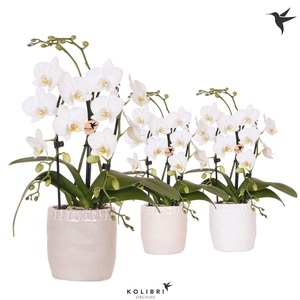 Kolibri Orchids Phalaenopsis Cascade Niagara Fall white 2 spike in Stones pot mix