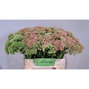 SEDUM SPECTABILE
