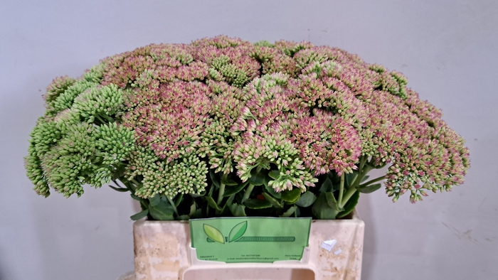 <h4>SEDUM SPECTABILE</h4>