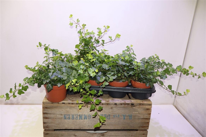 <h4>arr8 Hed He Wonder</h4>