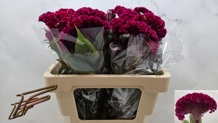 <h4>CEL C RED KING</h4>