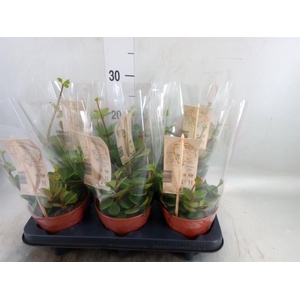 Peperomia tetraphylla 'Hope'