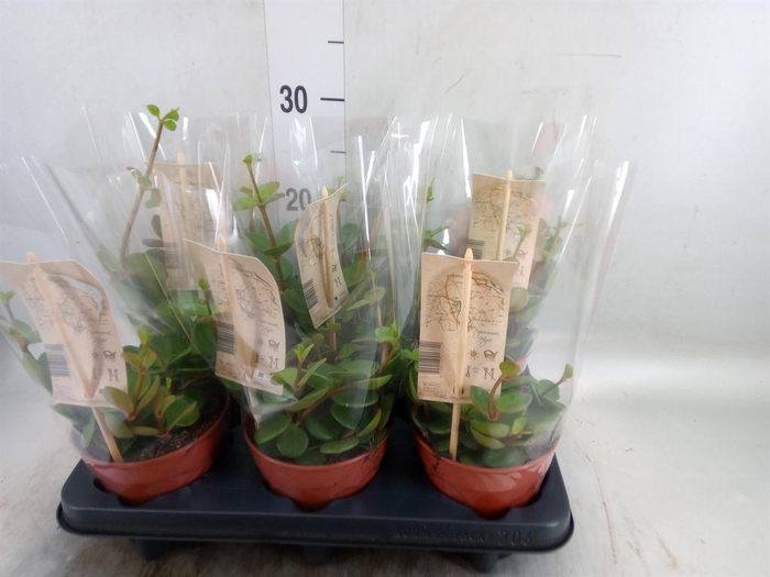 <h4>Peperomia tetraphylla 'Hope'</h4>