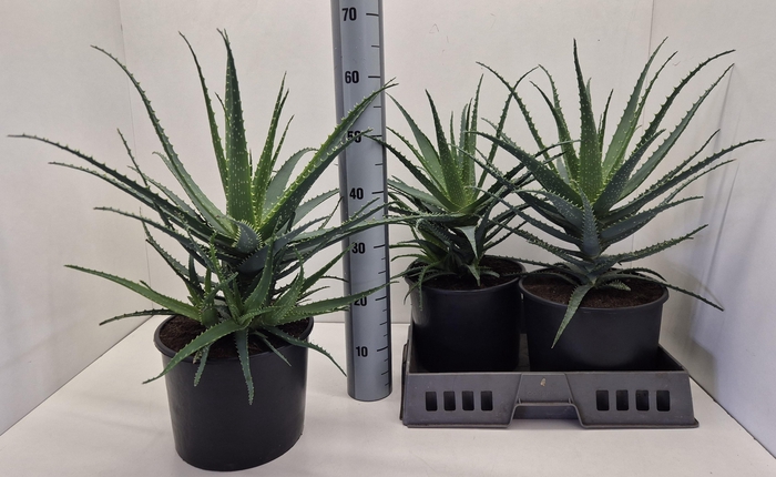 <h4>ALOE ARBORESCENS</h4>