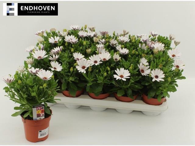 <h4>OSTEO FP WHITE</h4>