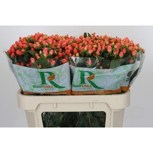 Hypericum Magical Royal Princess