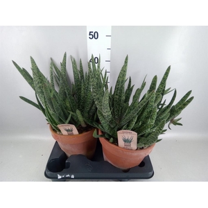 Gasteria carinata var. verrucosa