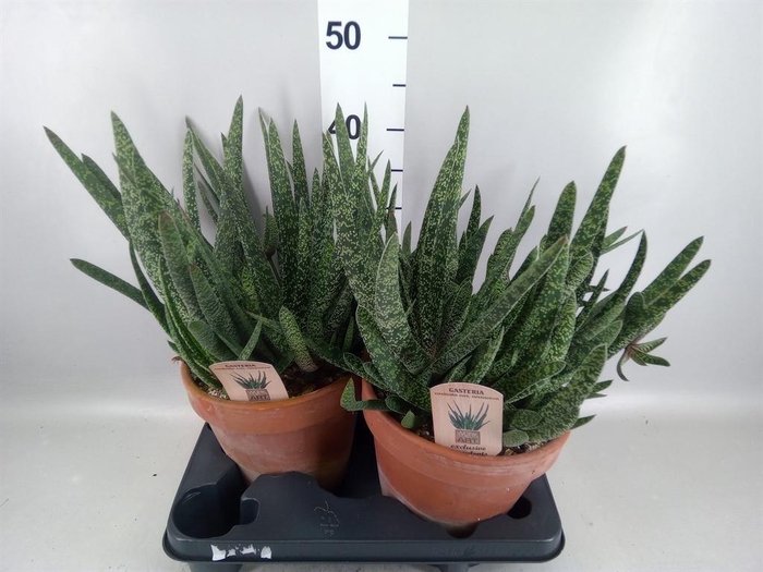 <h4>Gasteria carinata var. verrucosa</h4>