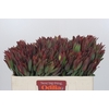 Leucadendron Highlight