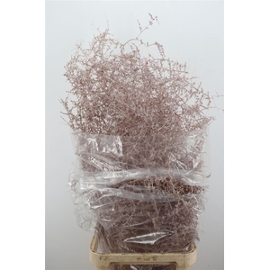 Sprengerie Wild Champagne P Stem