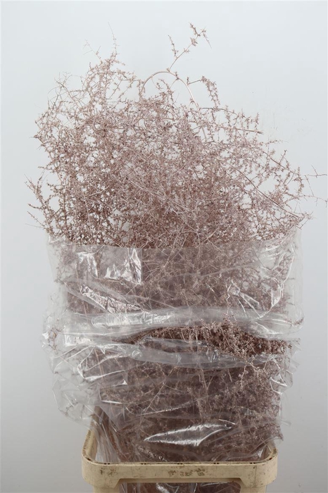 <h4>Asp Painted</h4>