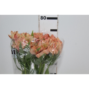 ALSTROEMERIA CANYON 080 CM