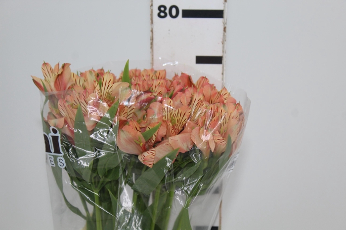 <h4>ALSTROEMERIA CANYON 080 CM</h4>