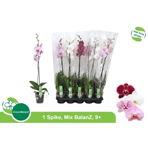PHAL GEM