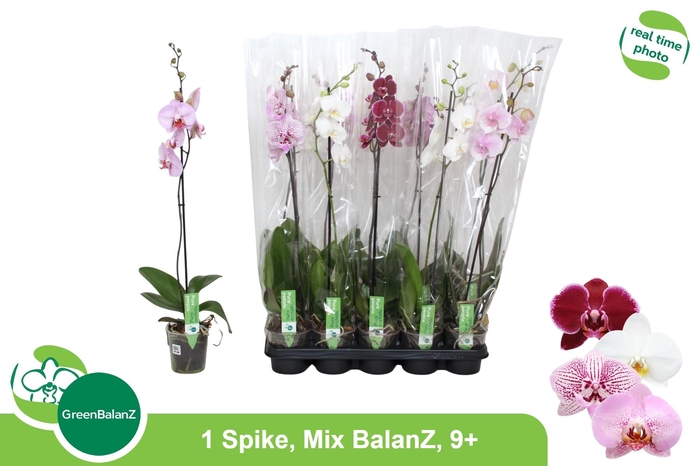 <h4>PHAL GEM</h4>