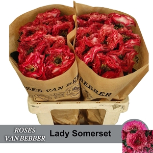 R GR LADY SOMERSET
