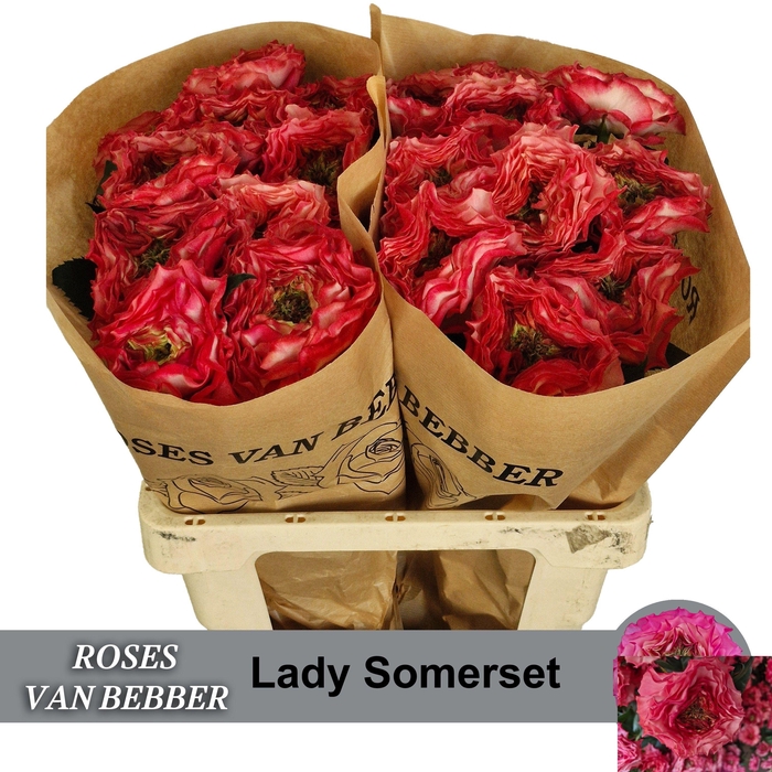 <h4>R GR LADY SOMERSET</h4>