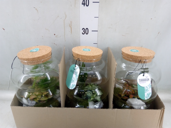 <h4>Arr.   Planten H%</h4>