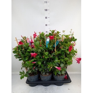 Mandevilla am. 'Sundav Red'