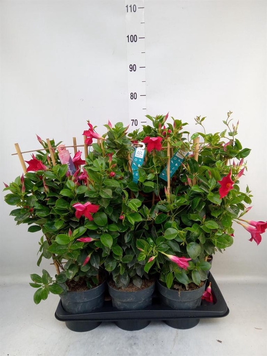 <h4>Mandevilla am. 'Sundav Red'</h4>