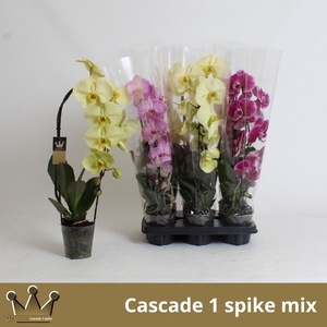 PHAL EL CASCADE