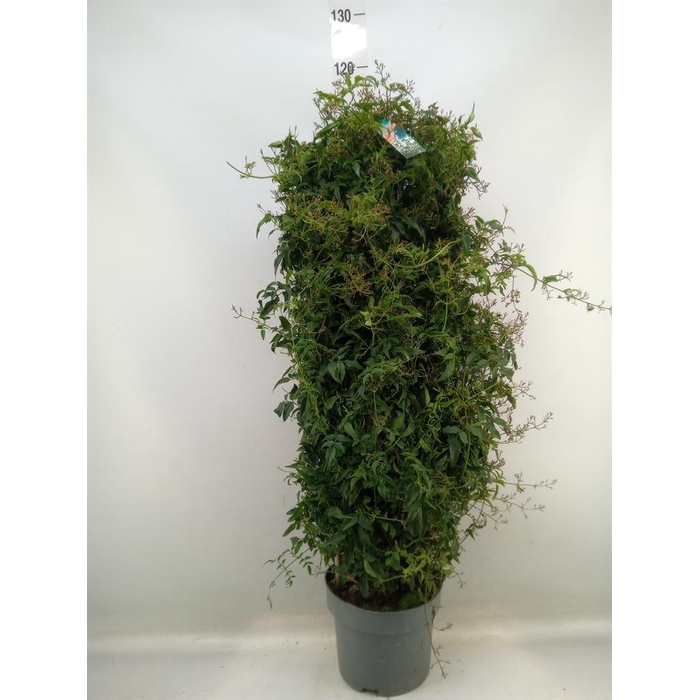 <h4>Jasminum polyanthum</h4>