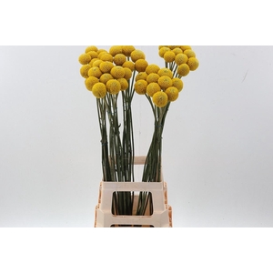 CRAS PAINTBALL JUMBO