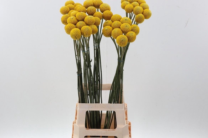 <h4>CRAS PAINTBALL POP</h4>