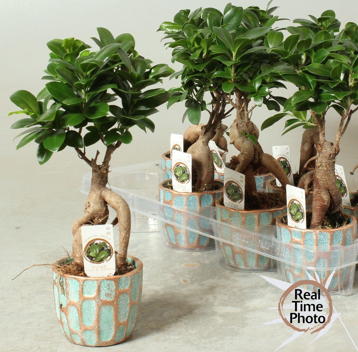 <h4>FIC MI GINSENG</h4>