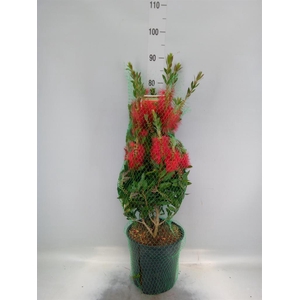 Callistemon citrinus