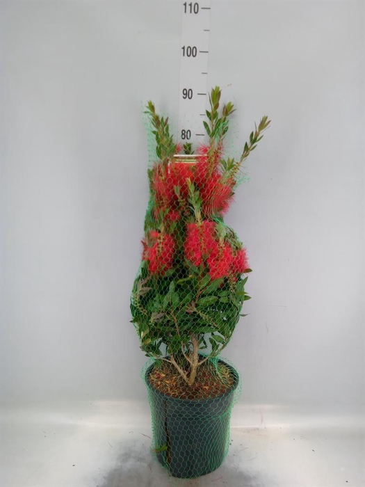 <h4>Callistemon citrinus</h4>