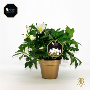 Helleborus HGC Joël XXL P15 goud