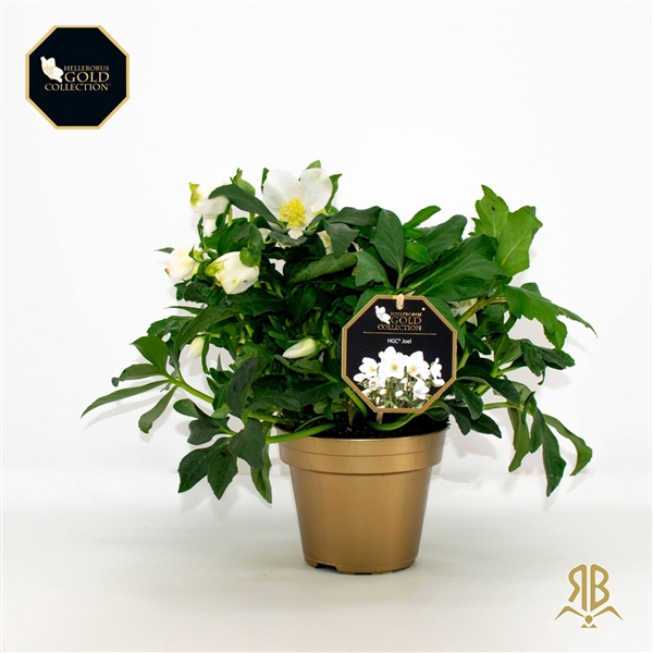 <h4>Helleborus HGC Joël XXL P15 goud</h4>