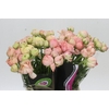 Ranunculus Clooney Gran Pastel