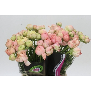 Ranunculus Clooney Gran Pastel