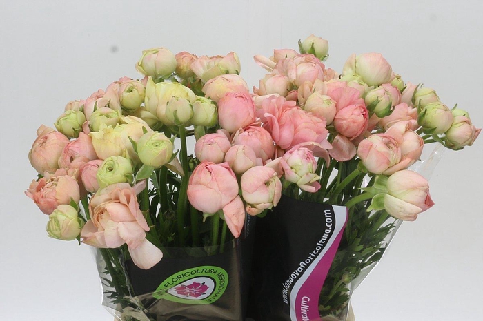 Ranunculus Clooney Gran Pastel
