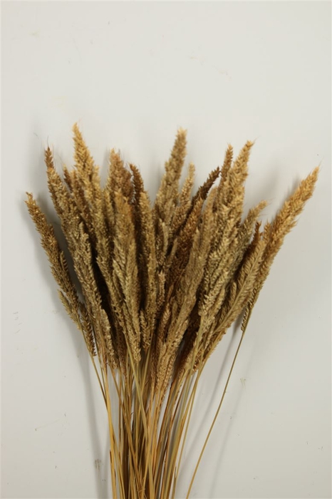 Dried Pinion Grass Natural Bunch