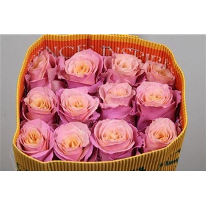 Rosa GR  ...colored  H%