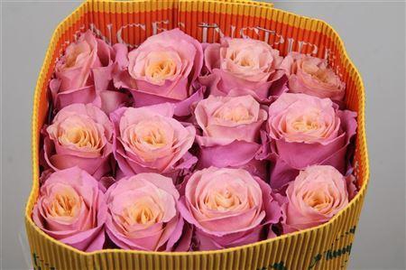 <h4>Rosa GR  ...colored  H%</h4>
