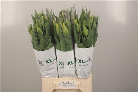 <h4>Tu Fr En Div Yellow</h4>