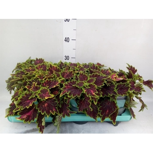 Plectranthus col. 'MSt Bourbon Str'