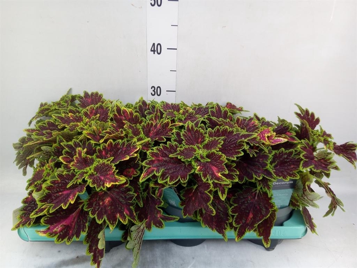<h4>Plectranthus col. 'MSt Bourbon Str'</h4>