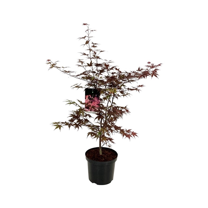<h4>Acer pal. 'Bloodgood'</h4>