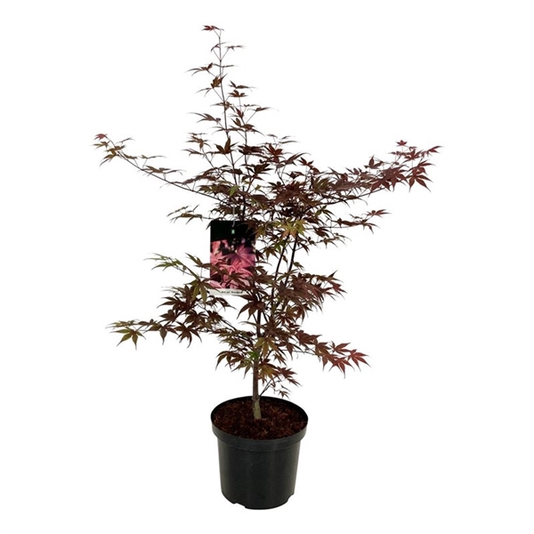 <h4>Acer pal. 'Bloodgood'</h4>
