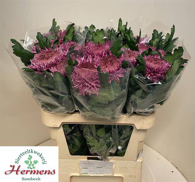 <h4>CHR G HORNBILL DARK</h4>