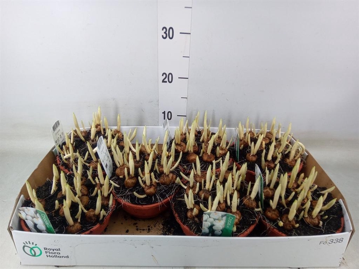 <h4>Crocus vernus 'Jeanne d'Arc'</h4>